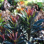 Euphorbia x martinii (Blackbird) Cushion Spurge